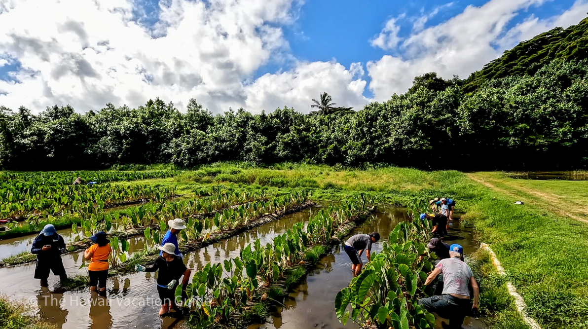 Taro fields in Hawaii
